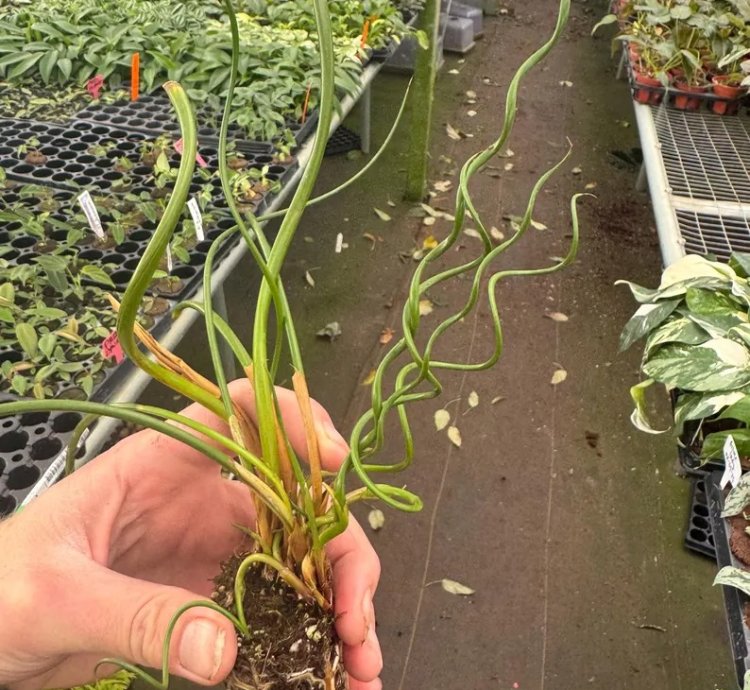 Juncus spiralis – Starter Plant | Corkscrew Rush | Twisted Grass