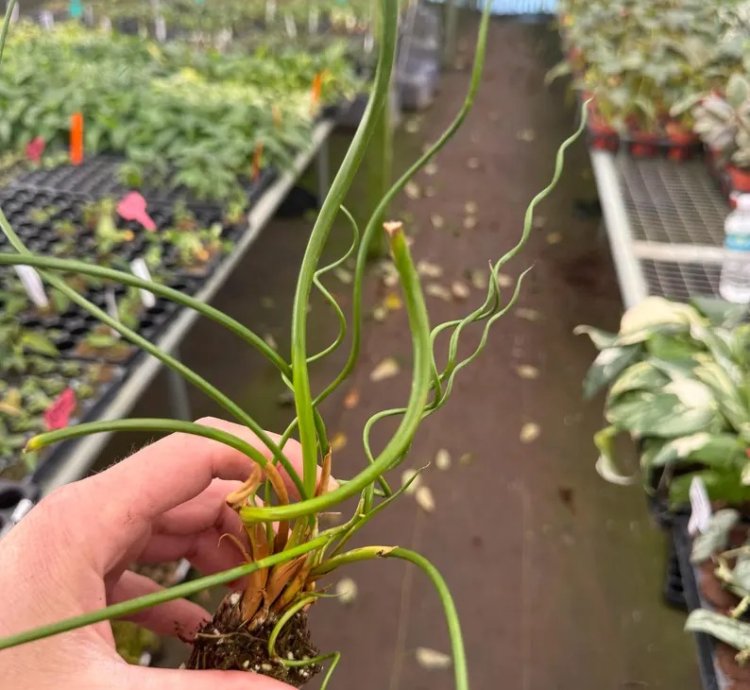 Juncus spiralis – Starter Plant | Corkscrew Rush | Twisted Grass