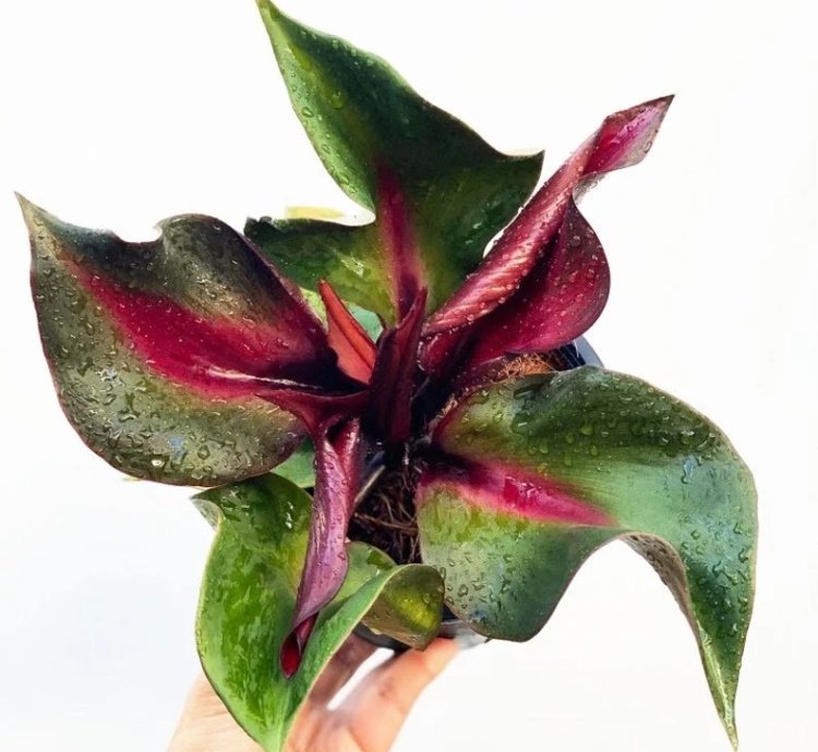 Philodendron Red Heart – Starter Plant | Aroid | Indoor Houseplant | Heart-Shaped Foliage