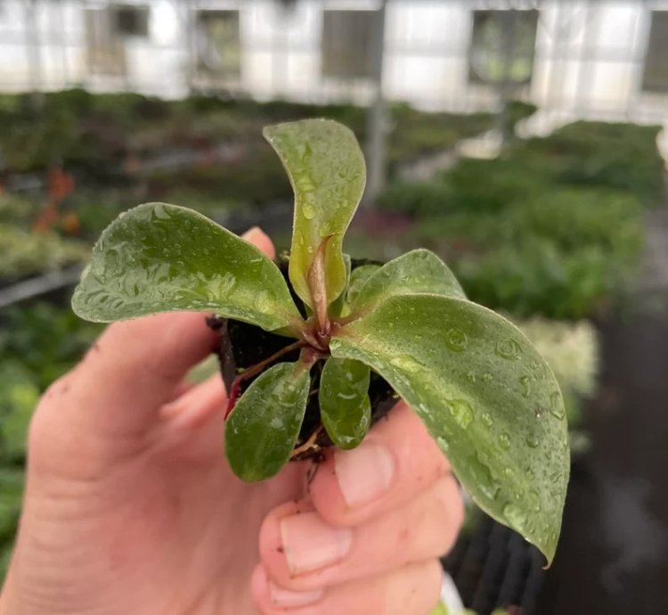 Philodendron Red Heart – Starter Plant | Aroid | Indoor Houseplant | Heart-Shaped Foliage