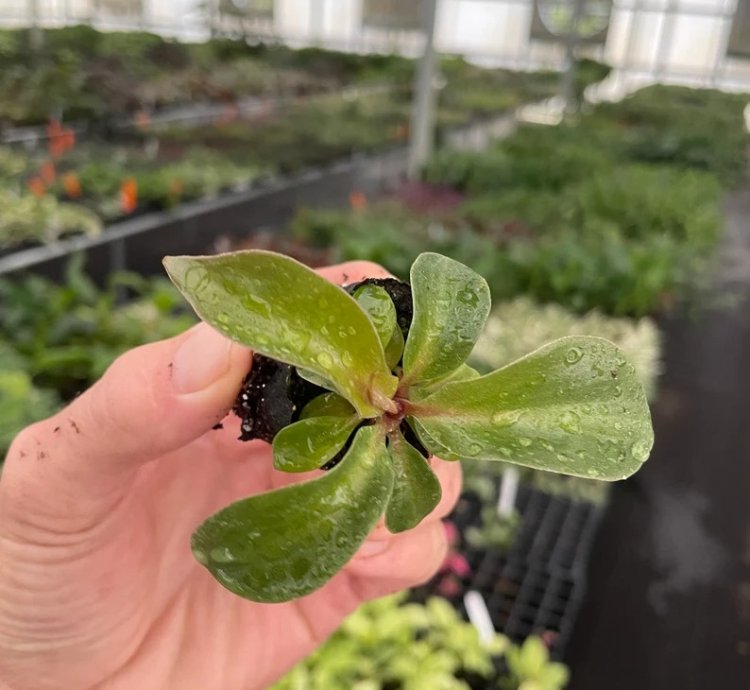 Philodendron Red Heart – Starter Plant | Aroid | Indoor Houseplant | Heart-Shaped Foliage