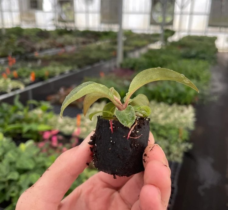 Philodendron Red Heart – Starter Plant | Aroid | Indoor Houseplant | Heart-Shaped Foliage