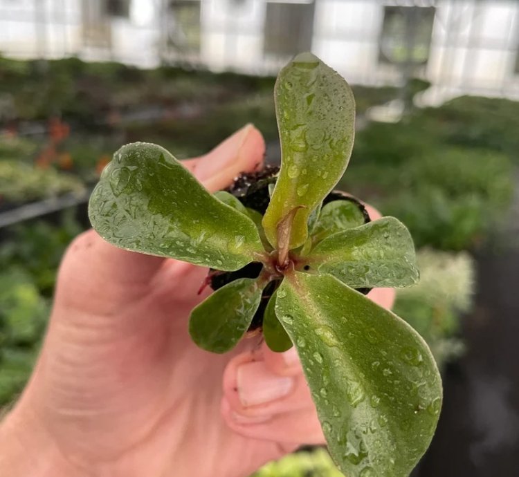 Philodendron Red Heart – Starter Plant | Aroid | Indoor Houseplant | Heart-Shaped Foliage