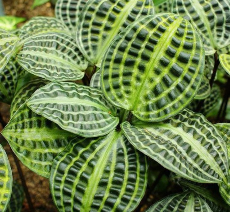 Geogenanthus poeppigii – Starter Plant | Jewel Houseplant | Exotic Foliage | Indoor Tropical Beauty