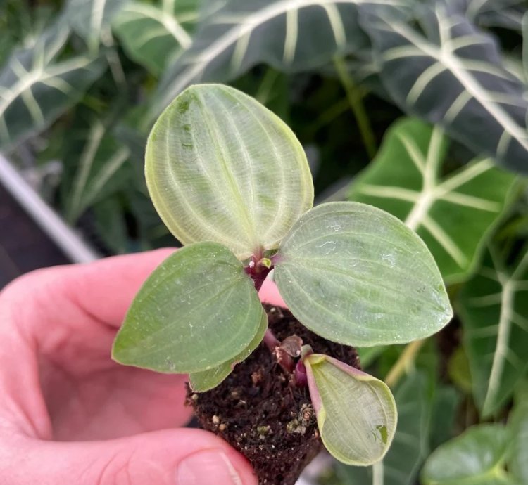 Geogenanthus poeppigii – Starter Plant | Jewel Houseplant | Exotic Foliage | Indoor Tropical Beauty