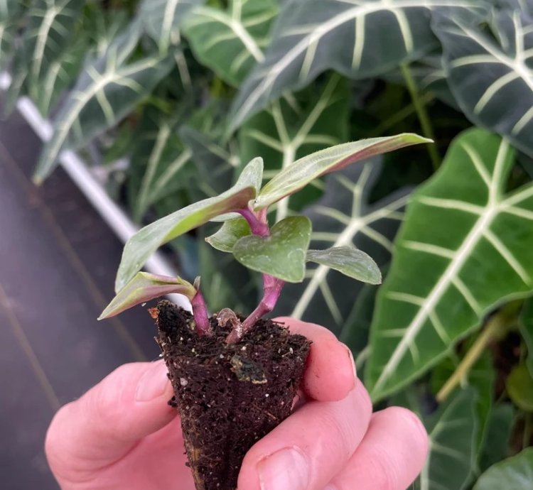 Geogenanthus poeppigii – Starter Plant | Jewel Houseplant | Exotic Foliage | Indoor Tropical Beauty