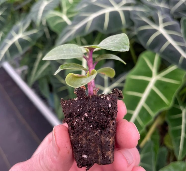 Geogenanthus poeppigii – Starter Plant | Jewel Houseplant | Exotic Foliage | Indoor Tropical Beauty