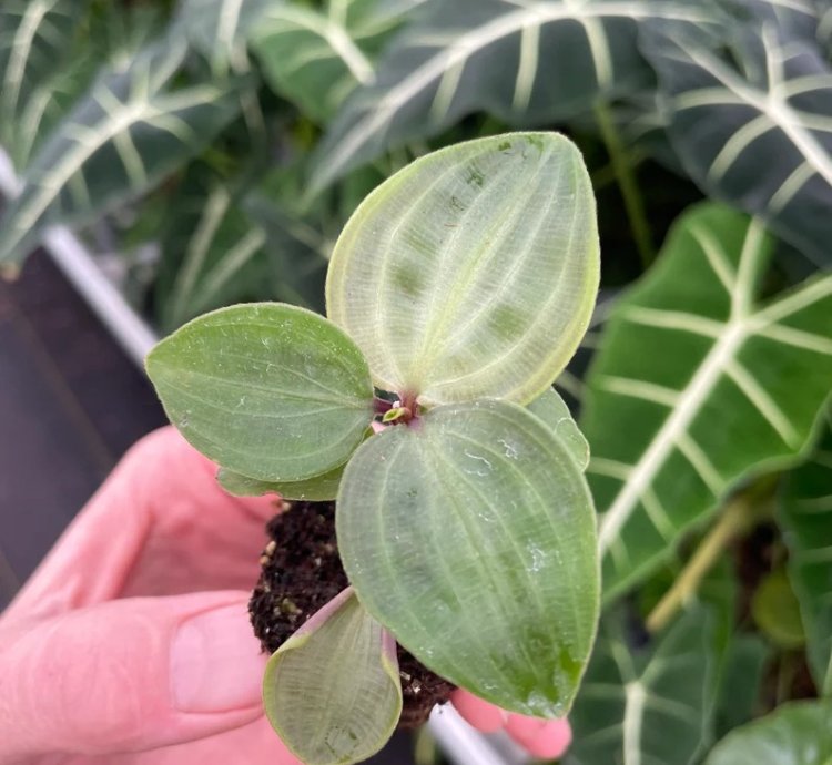 Geogenanthus poeppigii – Starter Plant | Jewel Houseplant | Exotic Foliage | Indoor Tropical Beauty