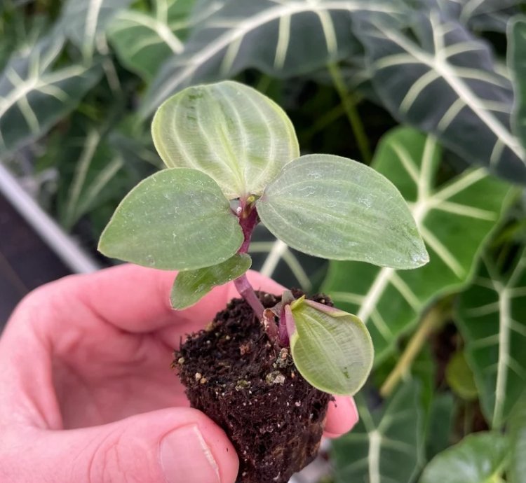 Geogenanthus poeppigii – Starter Plant | Jewel Houseplant | Exotic Foliage | Indoor Tropical Beauty