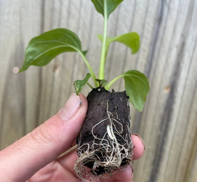 Tacca integrifolia – White Bat Flower | Starter Plant | Exotic Tropical Rarity | Indoor Shade Plant