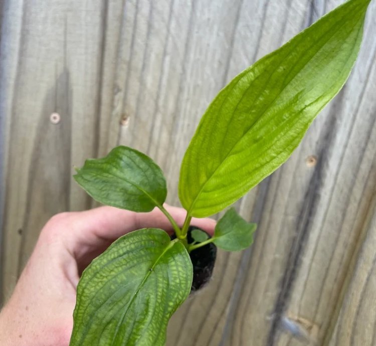 Tacca integrifolia – White Bat Flower | Starter Plant | Exotic Tropical Rarity | Indoor Shade Plant