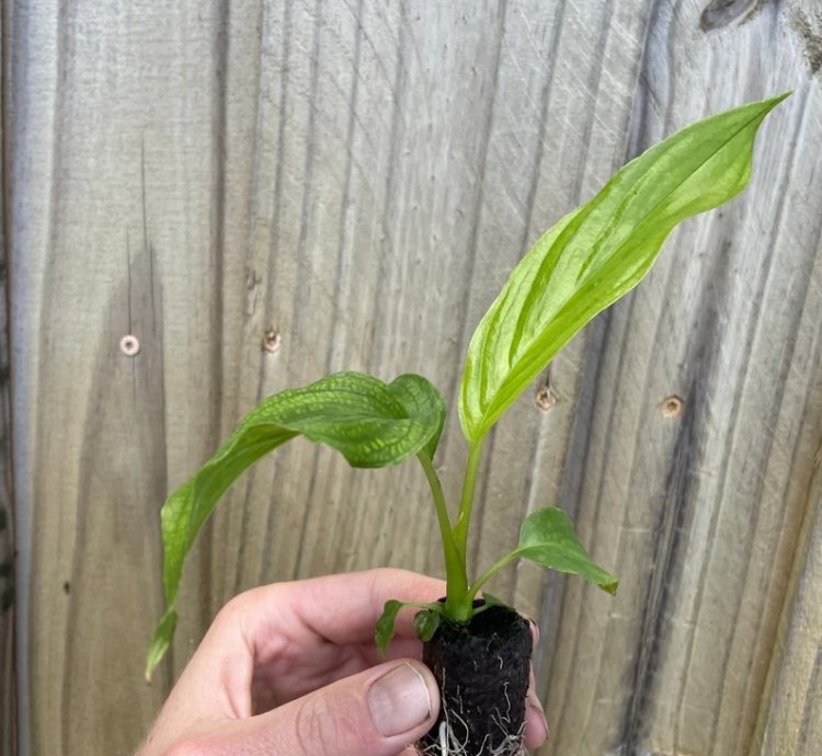 Tacca integrifolia – White Bat Flower | Starter Plant | Exotic Tropical Rarity | Indoor Shade Plant