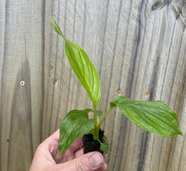 Tacca integrifolia – White Bat Flower | Starter Plant | Exotic Tropical Rarity | Indoor Shade Plant