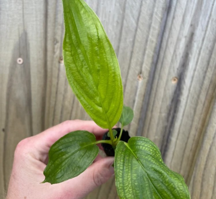 Tacca integrifolia – White Bat Flower | Starter Plant | Exotic Tropical Rarity | Indoor Shade Plant
