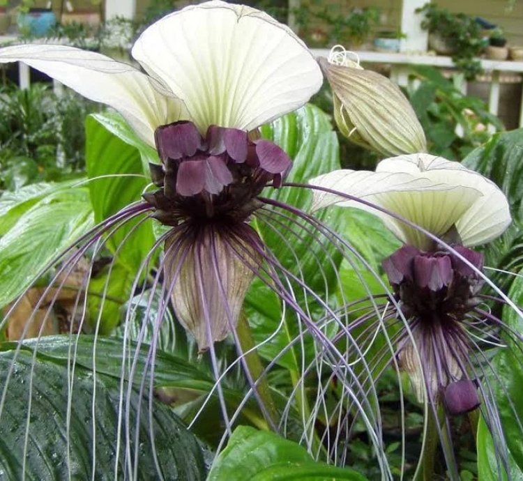 Tacca integrifolia – White Bat Flower | Starter Plant | Exotic Tropical Rarity | Indoor Shade Plant