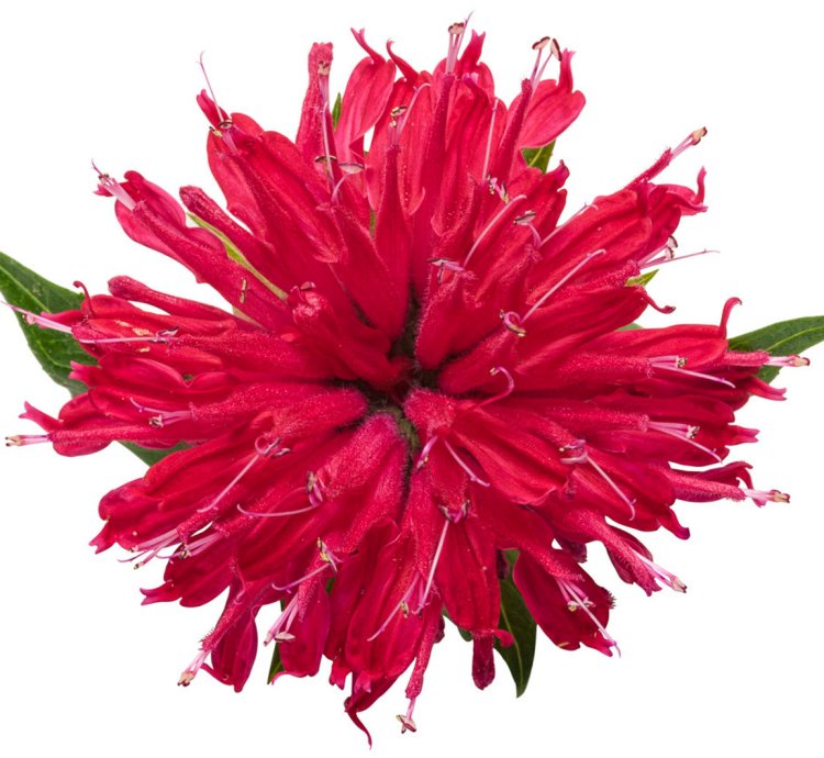 Pardon My Cerise Bee Balm