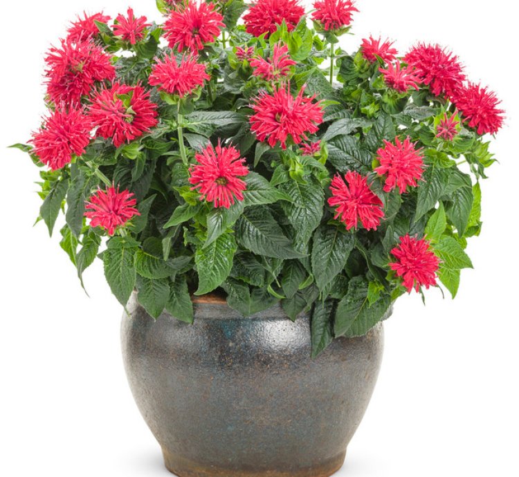 Pardon My Cerise Bee Balm