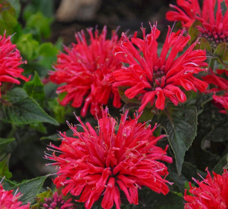 Pardon My Cerise Bee Balm