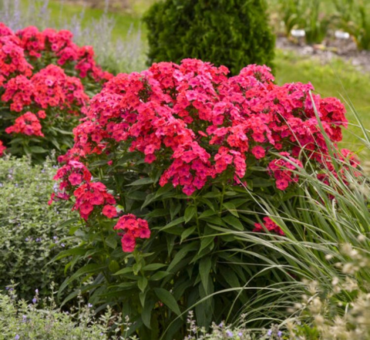 Luminary Sunset Coral Tall Garden Phlox