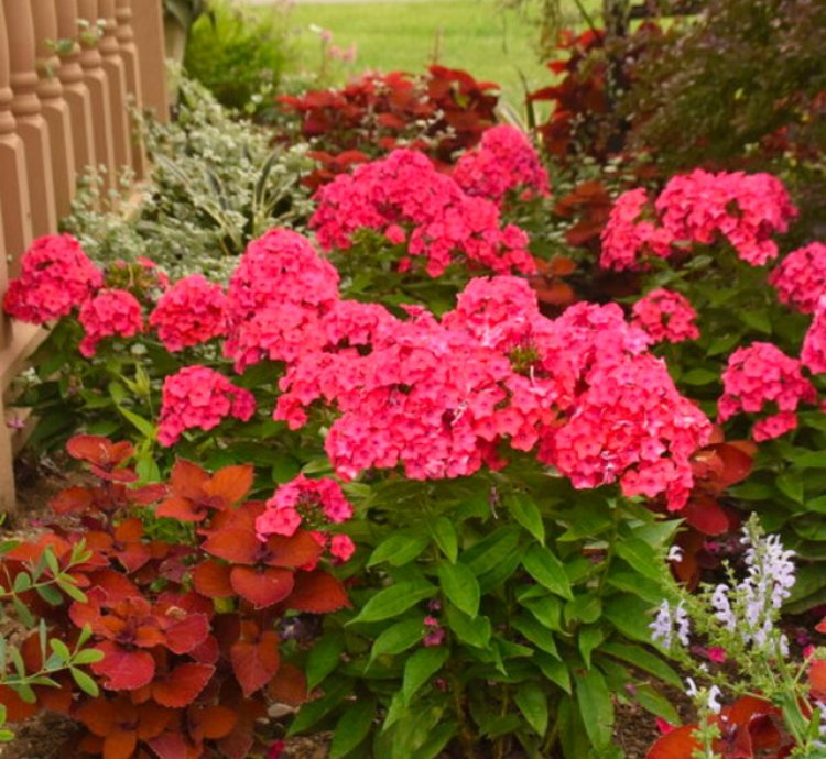 Luminary Sunset Coral Tall Garden Phlox