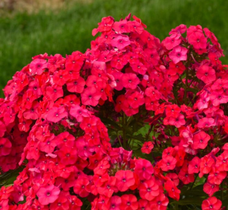 Luminary Sunset Coral Tall Garden Phlox