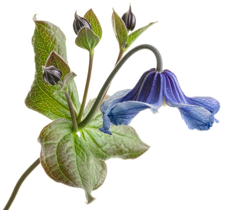 Stand by Me Bush Clematis