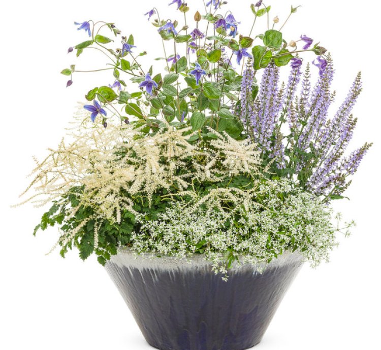Stand by Me Bush Clematis