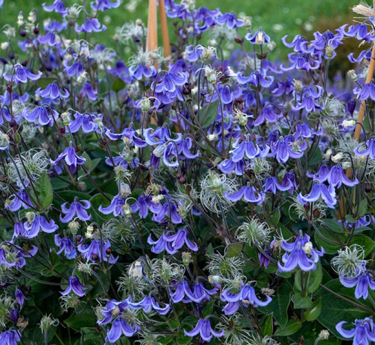 Stand by Me Bush Clematis