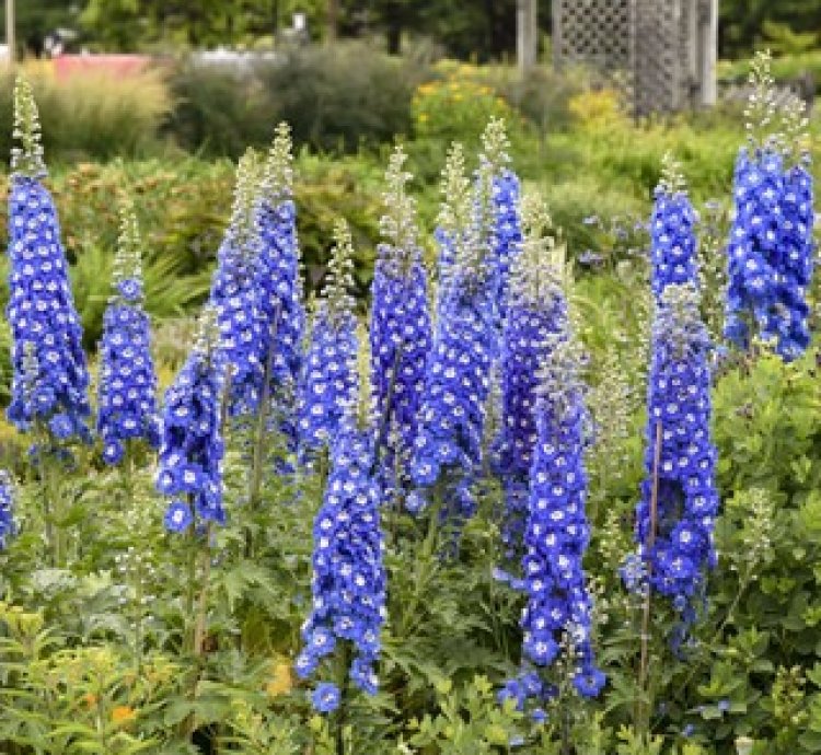 Cobalt Dreams Larkspur