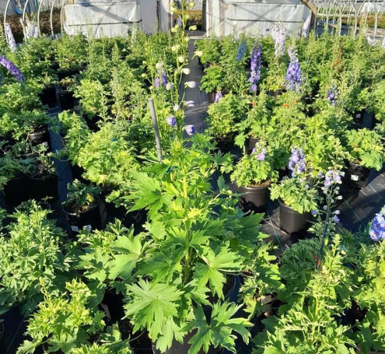 Cobalt Dreams Larkspur