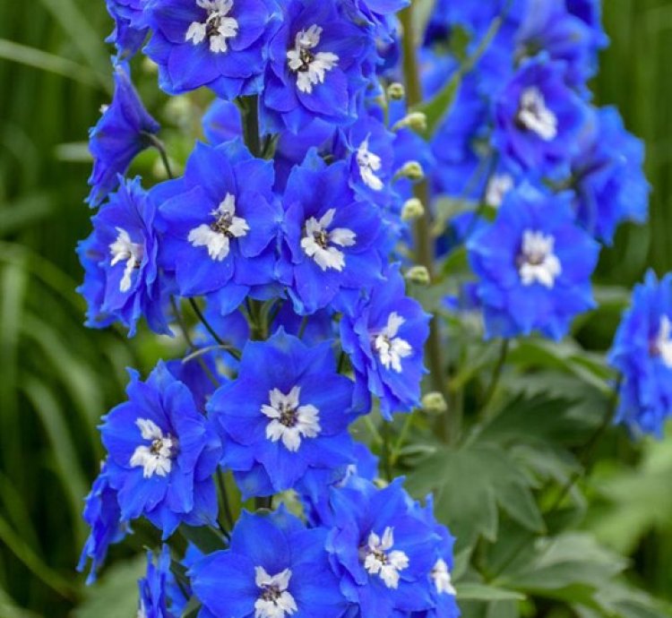 Cobalt Dreams Larkspur