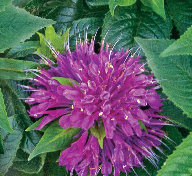 Pardon My Purple Bee Balm
