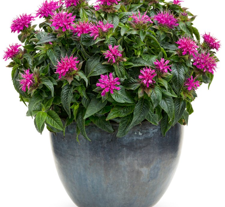 Pardon My Purple Bee Balm