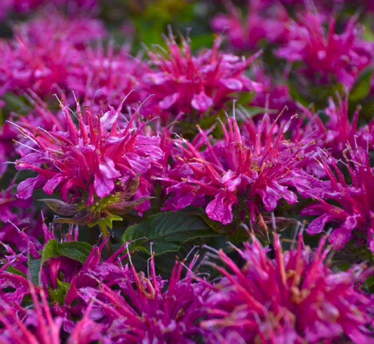 Pardon My Purple Bee Balm