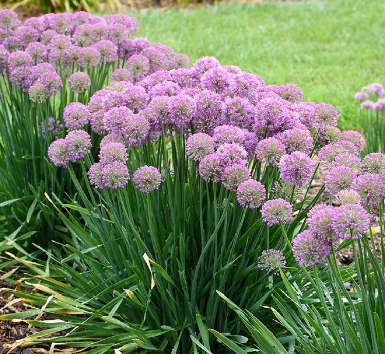 Serendipity Allium