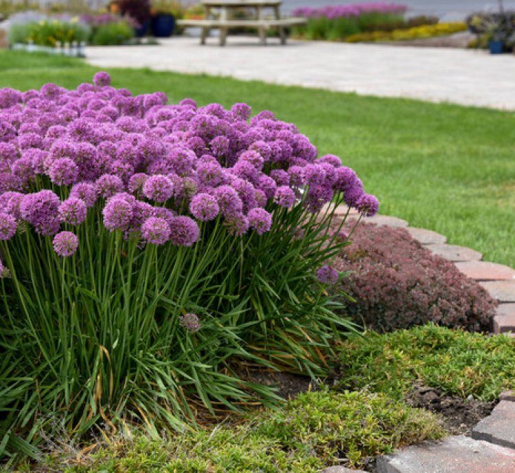 Serendipity Allium