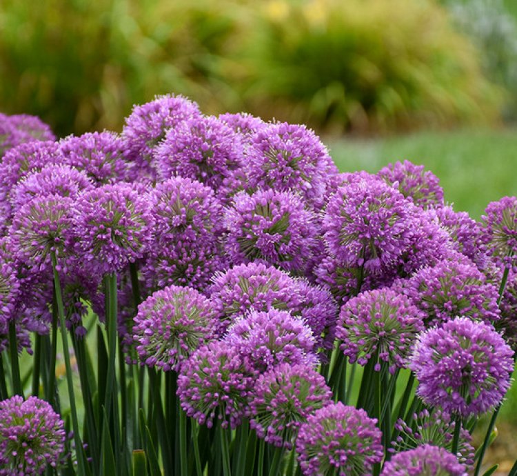 Serendipity Allium