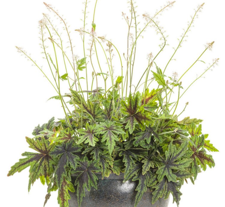 Cutting Edge Foamflower