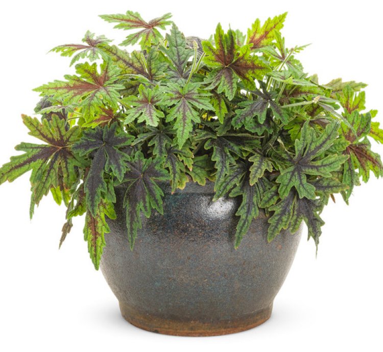 Cutting Edge Foamflower
