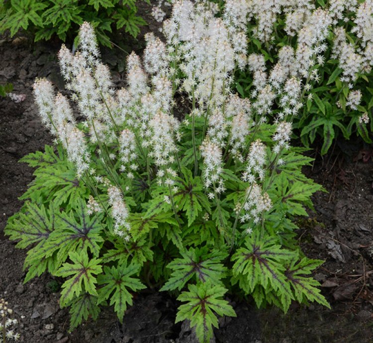 Cutting Edge Foamflower