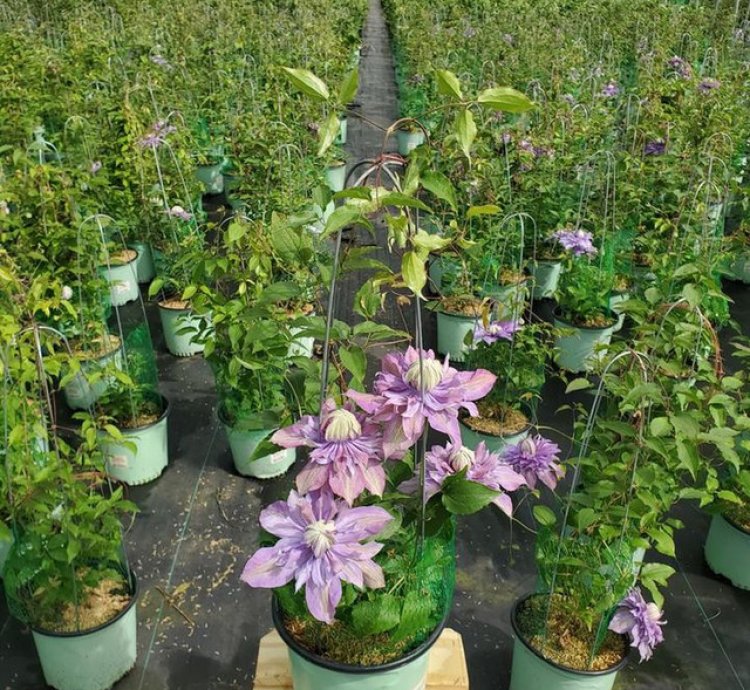 Diamantina Clematis