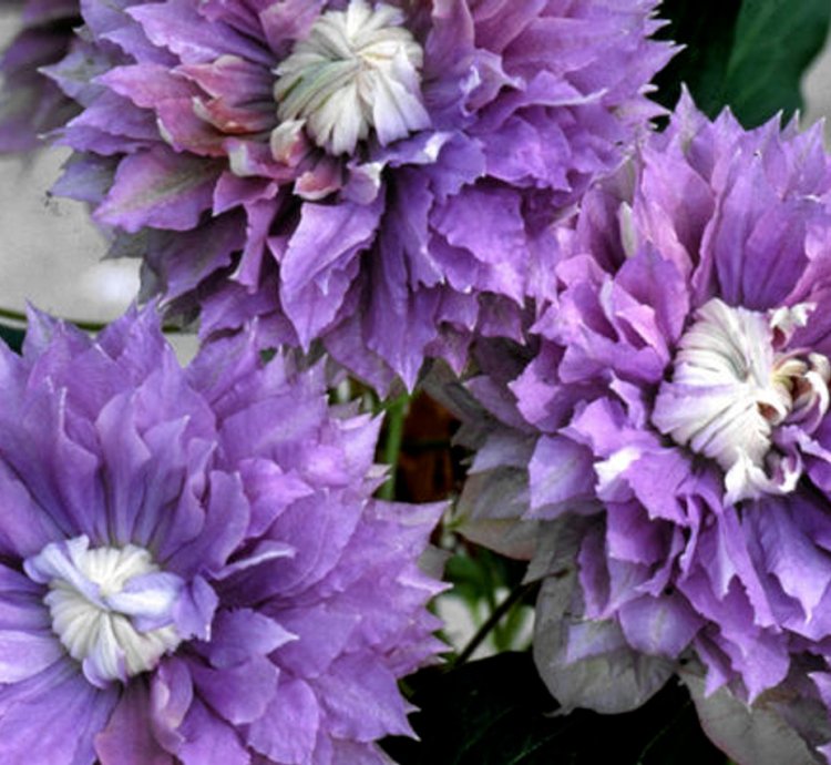 Diamantina Clematis