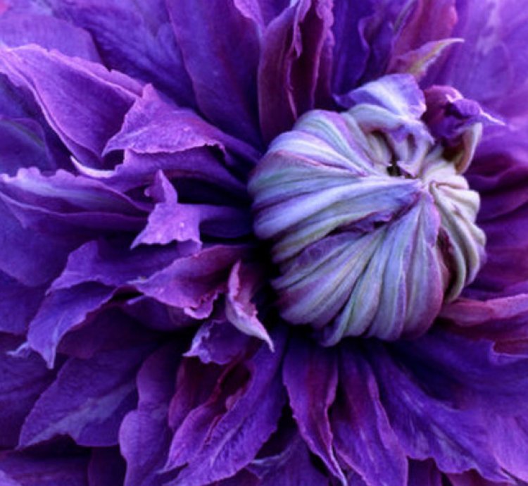 Diamantina Clematis