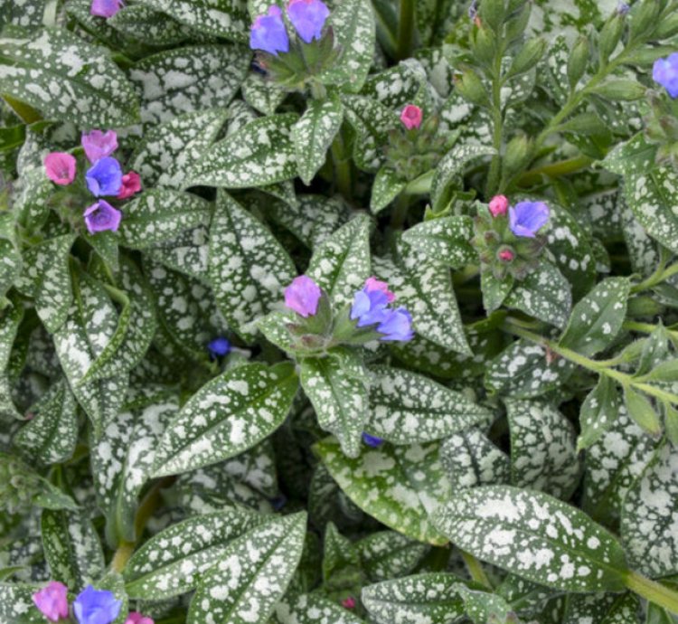 Pink a Blue Lungwort