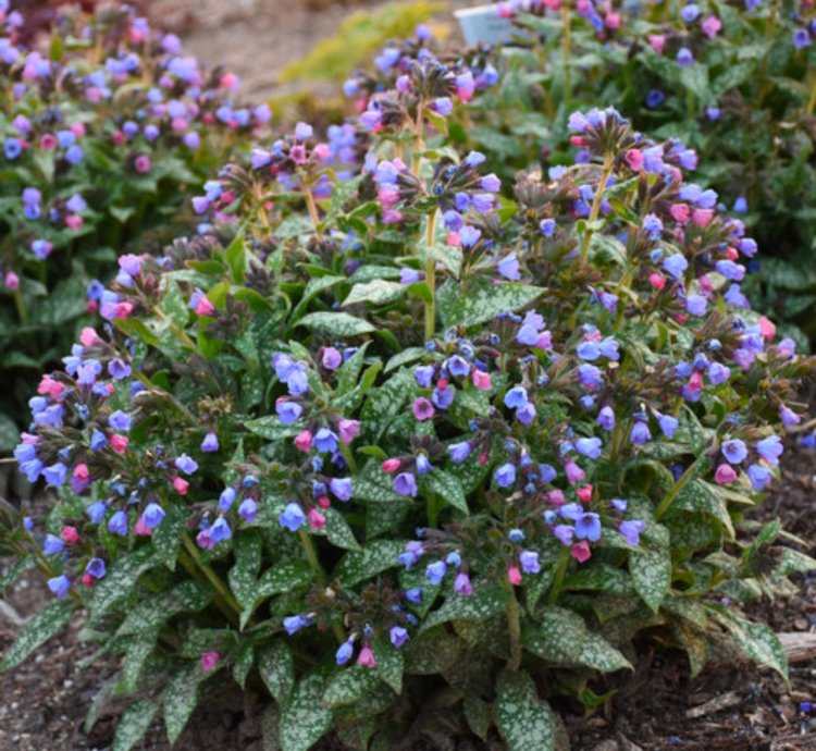 Pink a Blue Lungwort