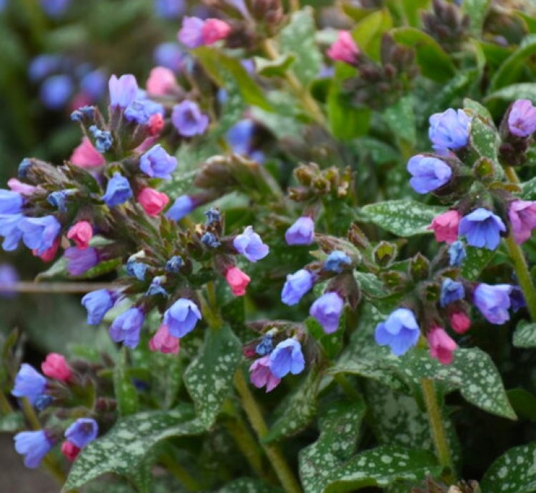 Pink a Blue Lungwort