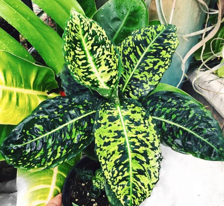 Dieffenbachia Reflector Aroid Potted plant 4 rooted