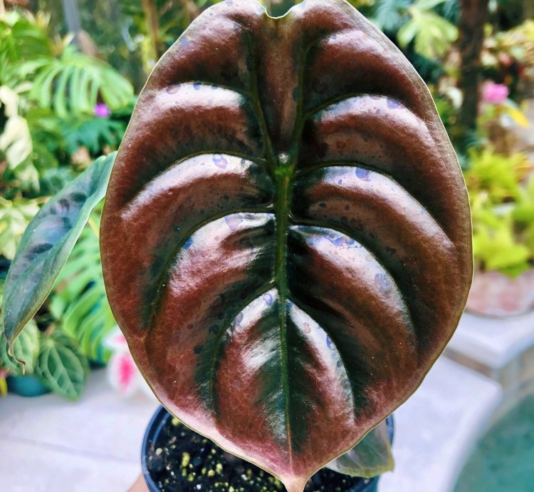 Alocasia Cuprea Jewel Elephant Ear Tropical House Plan