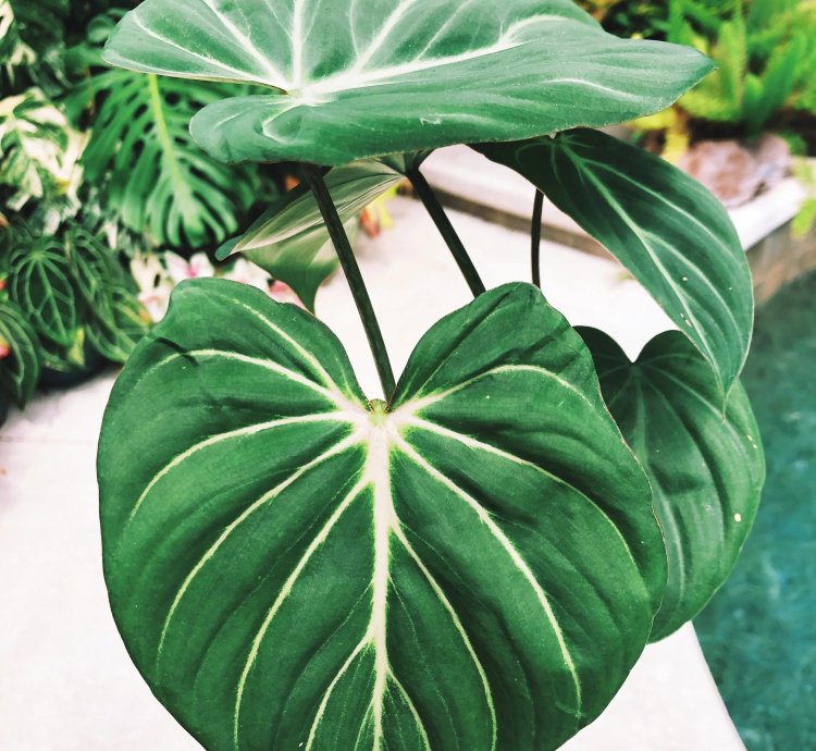 Philodendron Gloriosum Zebra 4 potted plant
