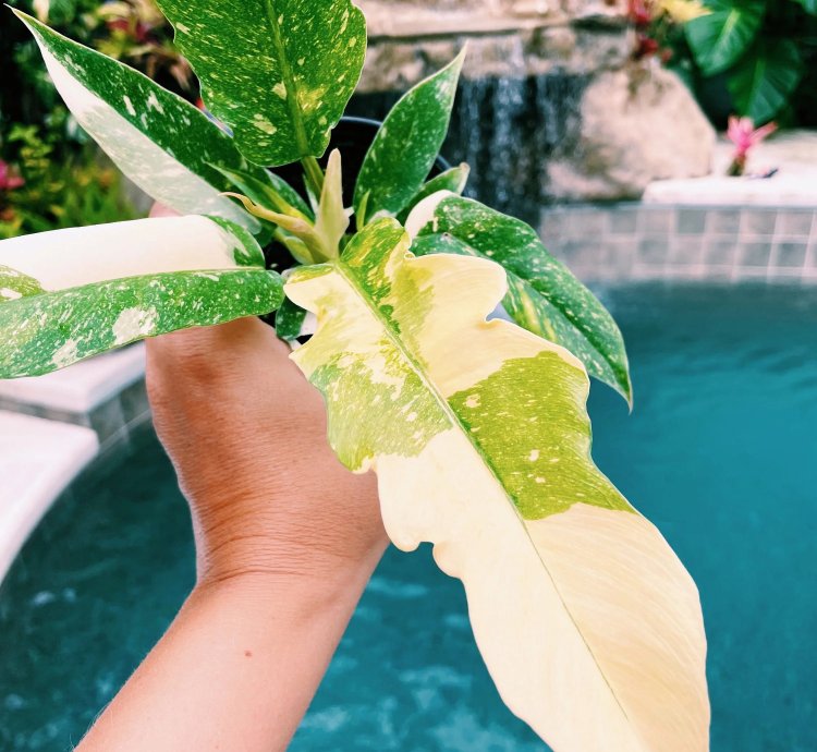 Philodendron Ring of Fire Variegated 4 potted plan